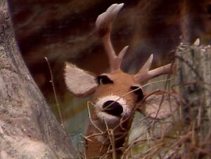 Deer