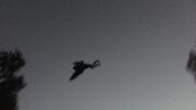 Mothman
