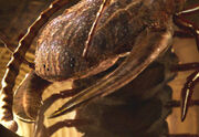 1.2 arthropleura