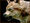 Twilight wolffirstchange 100x75