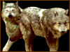 Twilight wolfpack 100x75