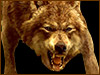 Twilight wolfgaincontrol 100x75