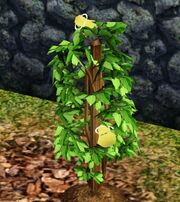 Life fruit