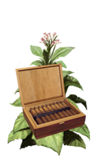 Cuba1 tobacco