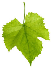 Grape leaf