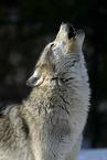 Howling wolf