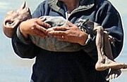 Dobybody