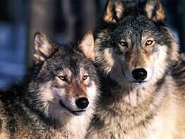 Cute,adorable wolfs