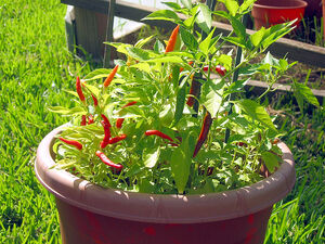 Piri piri