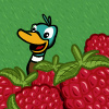 Bumper Raspberries
