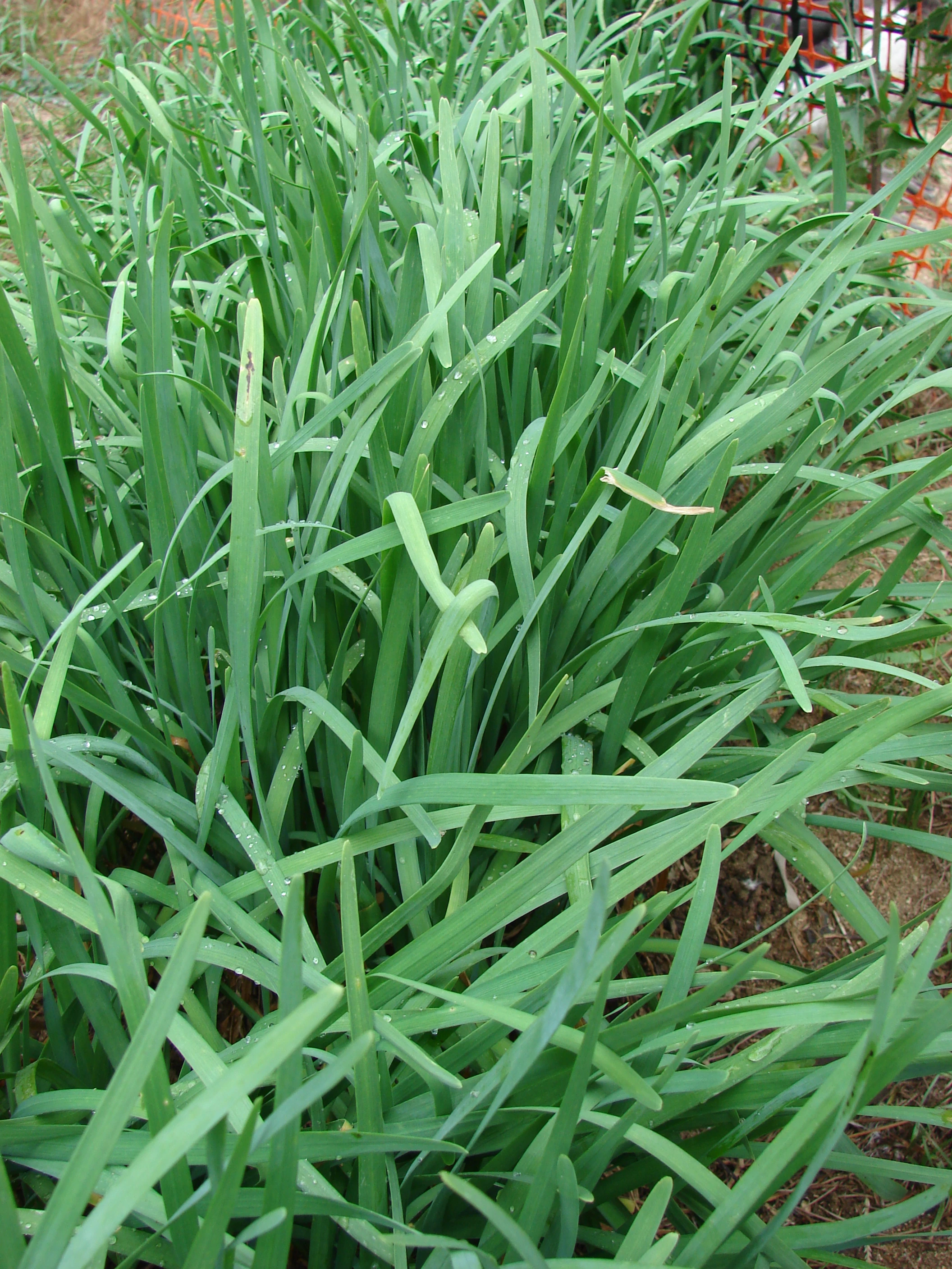 Garlic chives WikiGardener The gardening site that anyone can edit