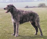 IrishWolfhound1-1-