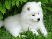 Samoyed Puppy