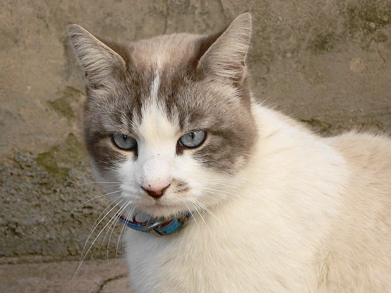 Snowshoe Cats Wiki