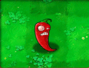 Jalapeno