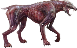 Feral
