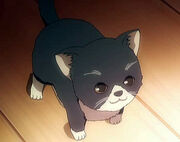 Kitty