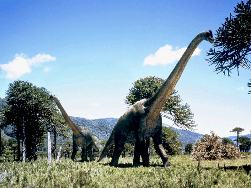 brachiosaurus herbivore dinosaurs