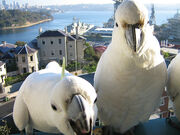 They tried eating the camera