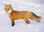 Fox-on-snow1