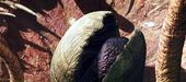 SarlaccBeak-ROTJ
