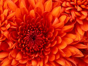Chrysanthemumb