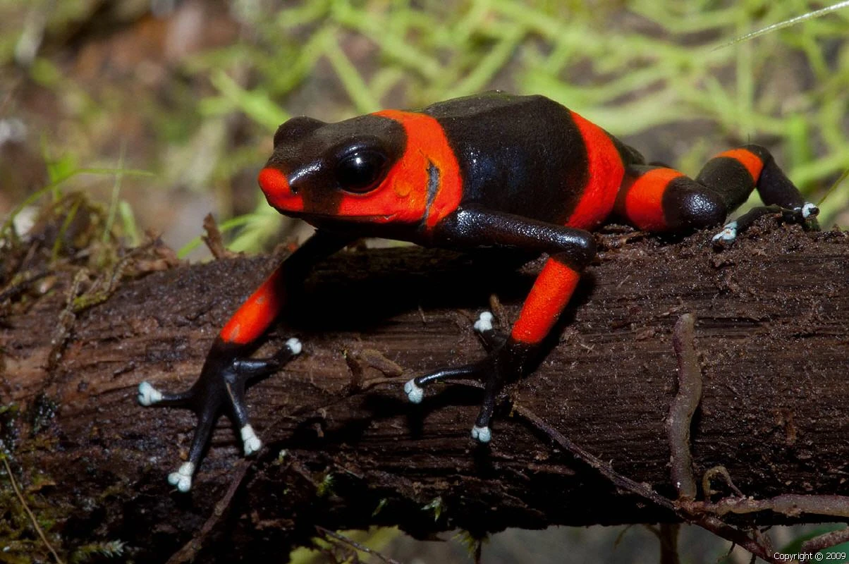 Lehmann's poison dart frog Reptipedia, the Reptile & Amphibian Wiki