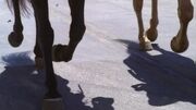 HorseLegs