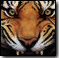 Mw3emblem000