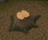 Yew tree stump
