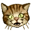 Iw5 cardicon cat