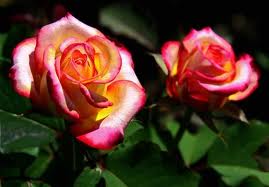 Flores híbridas reales