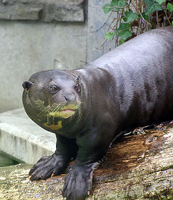 250px-Giant otter 2