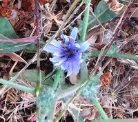 Cichorium pumilum kdumim a