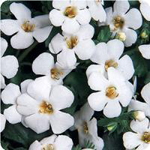 Bacopa 'abunda giant white'