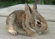 Bunny6