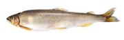 Real life Sweetfish