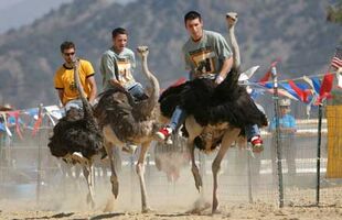 Ostrich-race