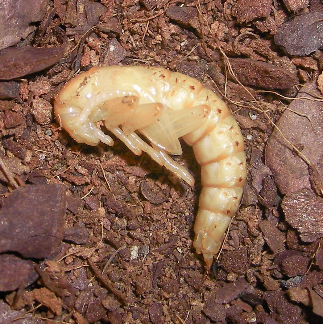 Zophobas morio Entomophagy Wiki