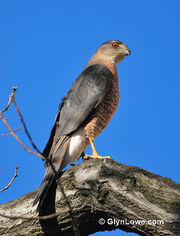 Cooper's Hawk - (Explored)