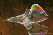 Bubble21
