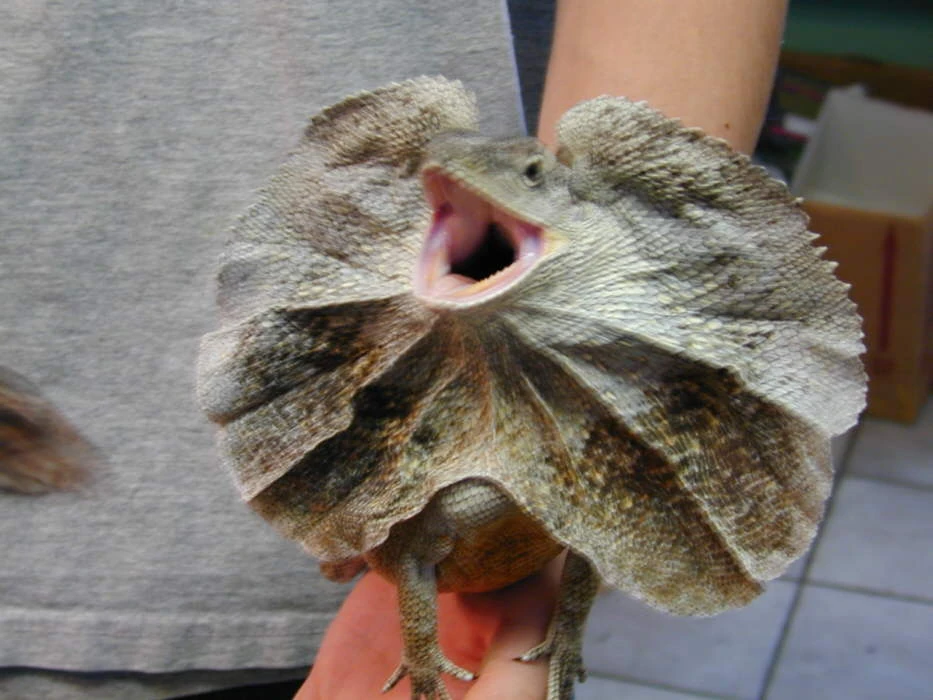 Frilled Dragon Exotic Pets Wiki