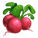 Radish