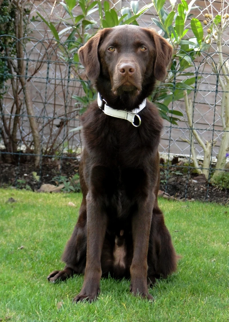 Labrador Retriever Jackys Hunde Wiki