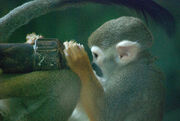 Monkey scientist