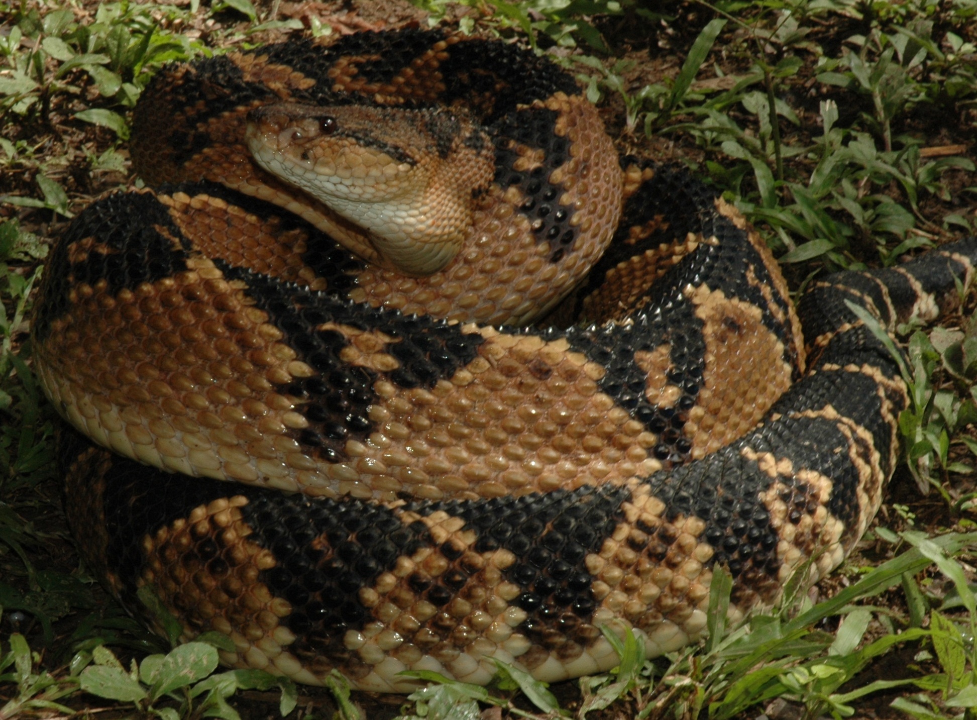 VIDEO SERPIENTE VENENOSAS video serpiente venenosas:
