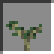 Acacia Sapling - Alternate