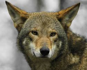 Banja