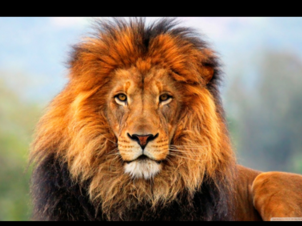 Tiger vs lion - Animal fight club Wiki