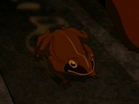 Wood frog